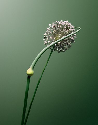 Erwan Frotin - Allium sp.