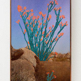 Ocotillo In Spring Bloom (Anza-Borrego) art for sale