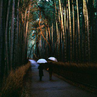 Bamboo grove, Japan art for sale