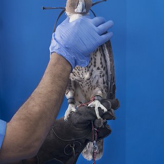 Falcon Hospital 2 (Blue Glove) art for sale