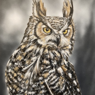 Garrett Chingery, Great Horned Owl