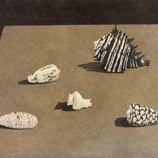Gino Guida, Shells