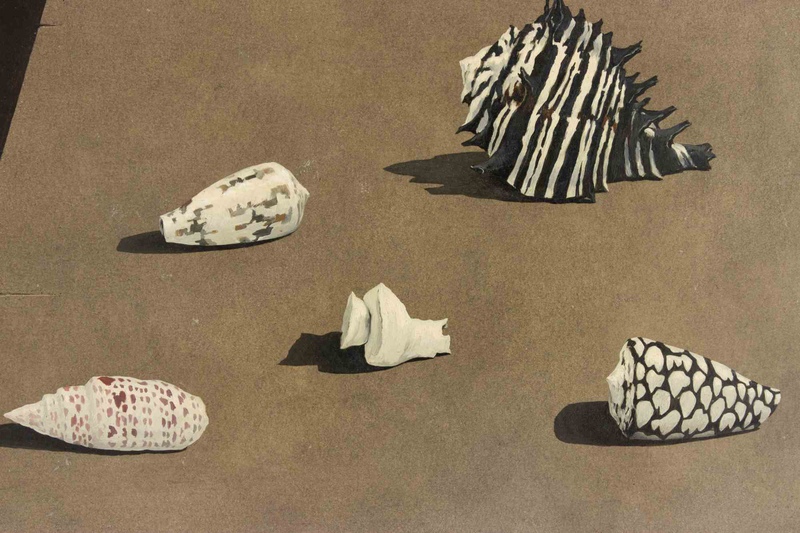 view:90486 - Gino Guida, Shells - 