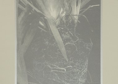 work by Grayson Cox - Girdled Plant #2 #:18778