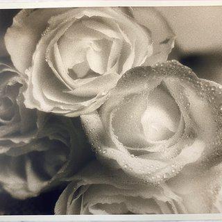 Guido Argentini, Roses, infrared