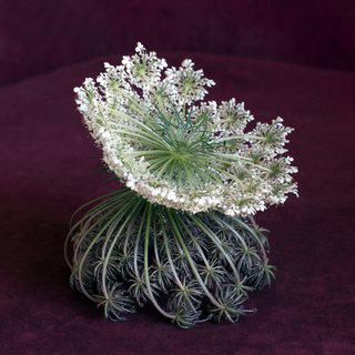 Wild Flower Arrangement No 1. (Daucus Carota), art for sale
