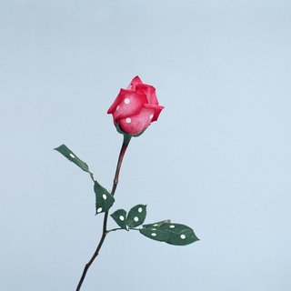 Ina Jang, A Rose