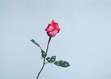 work by Ina Jang - A Rose #:9323