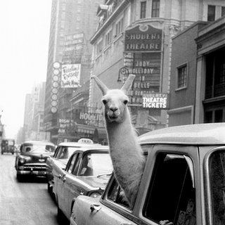 USA. New York City. 1957. A Llama in Times Square. art for sale