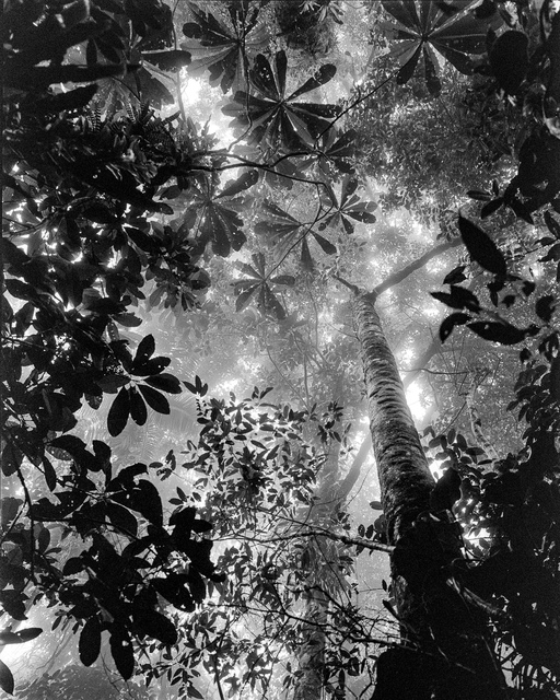Miguel Winograd - Bosque Tropical Húmedo Nuquí, Photograph
