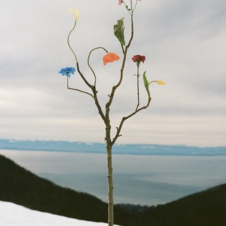Jennifer Latour, Wild Flower no.22, Cypress Mountain