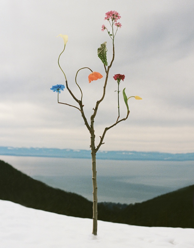 exhibition - Wild Flower no.22, Cypress Mountain