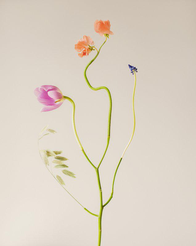 exhibition - Bound Species #14, Spring