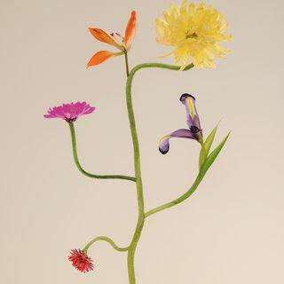 Jennifer Latour, Bound Species #16