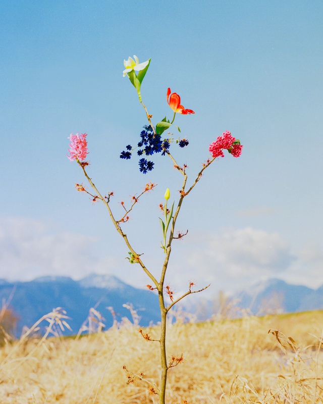 exhibition - Wild Flower #15
