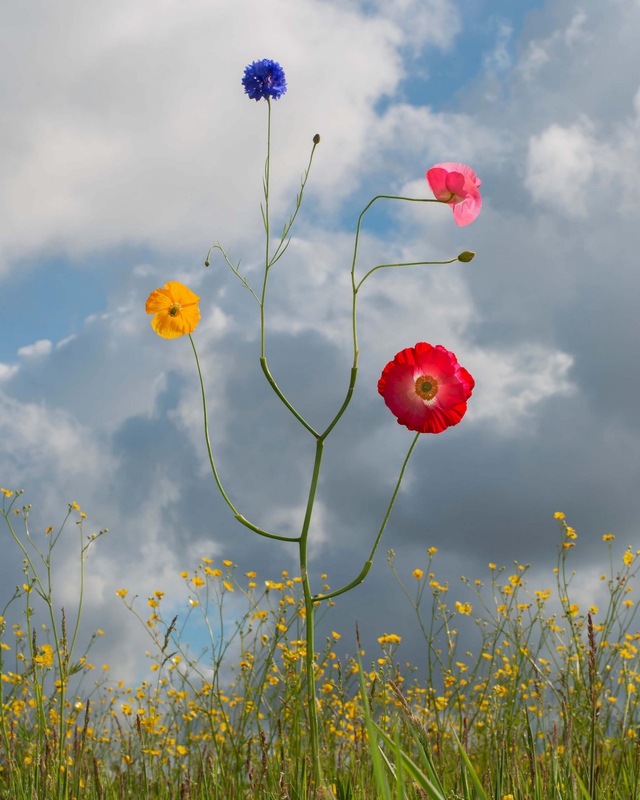 exhibition - Wild Flower #12