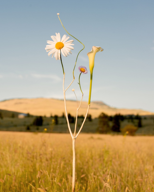 exhibition - Wild Flower #16