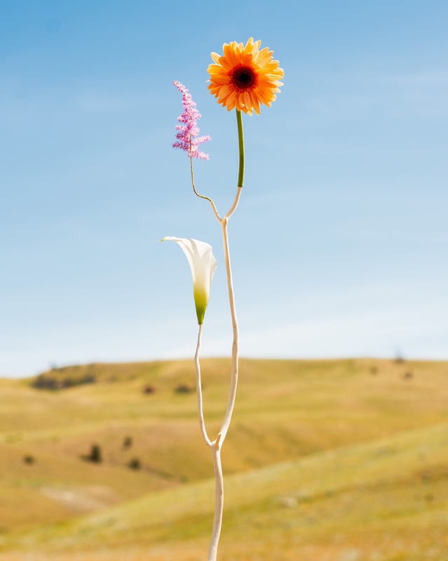 exhibition - Wild Flower #18