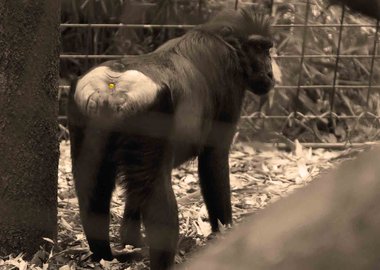 work by Jeremy Millar - L'Anus Solaire #:10177