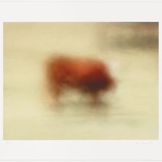 Jim Campbell, Dynamism of a Cow