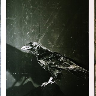 Raven and Owls (Hand Signed) art for sale