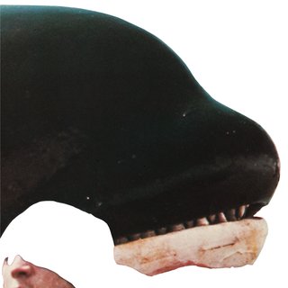 John Baldessari, Face And Whale