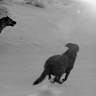 John Divola, Dogs Chasing my Car in the Desert, D07F30