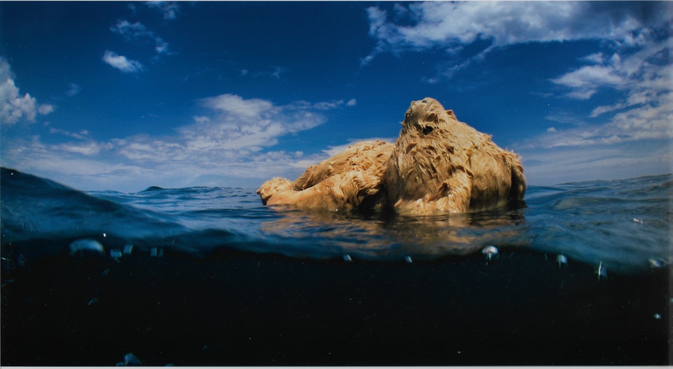 Juana Valdes - Adrift, Photograph