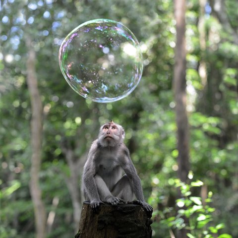 Kit Kittle - Monkey Bubble