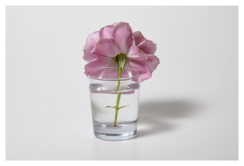 Object Floral 8101 (Rosa rubiginosa)