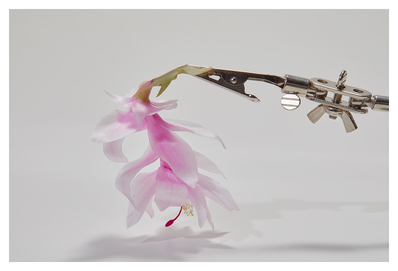 Object Floral 0393 (Schlumbergara truncata)