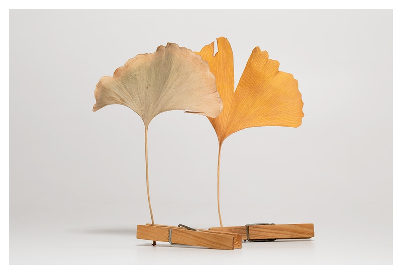 Object Floral 5448 (Ginkgo biloba)
