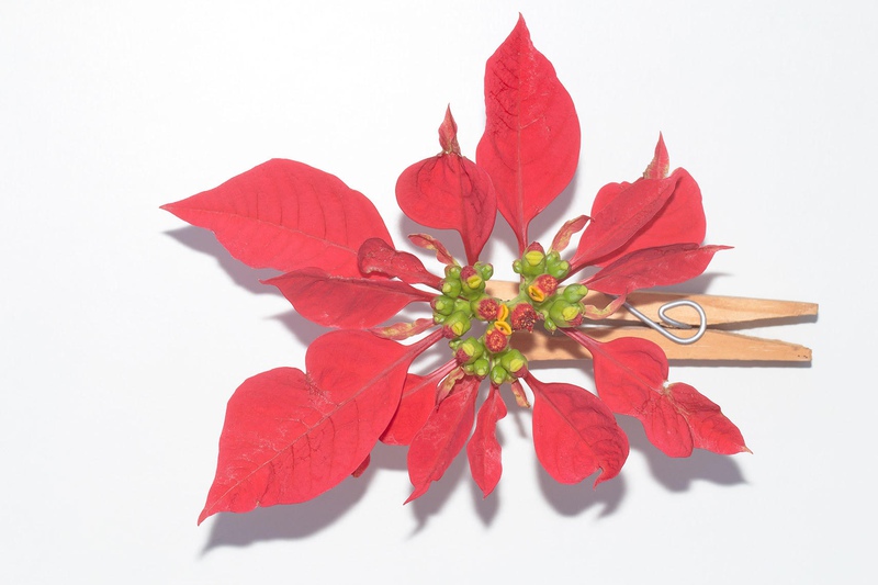 Object Floral 6361 (Euphorbia pulcherrima)