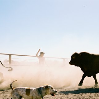 Marc Ohrem-Leclef, Cleanskin Yard #01, Chasing Cows