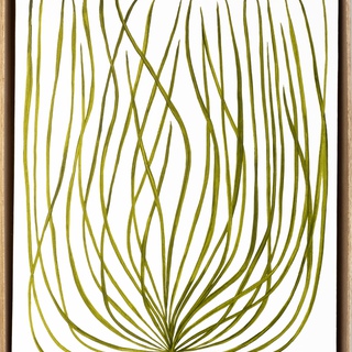 Marianne Hendriks, Miconia recemosa