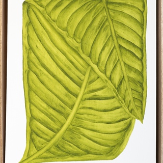 Marianne Hendriks, Lobelia thapoidea