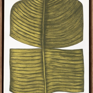 Marianne Hendriks, Ficus Elastica Tribus