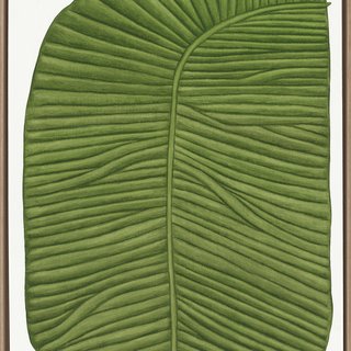 Musaceae Lino Tribus art for sale