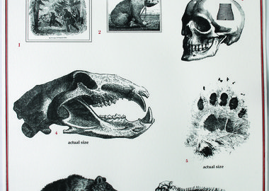 work by Mark Dion - Ursus Arctos #:12661