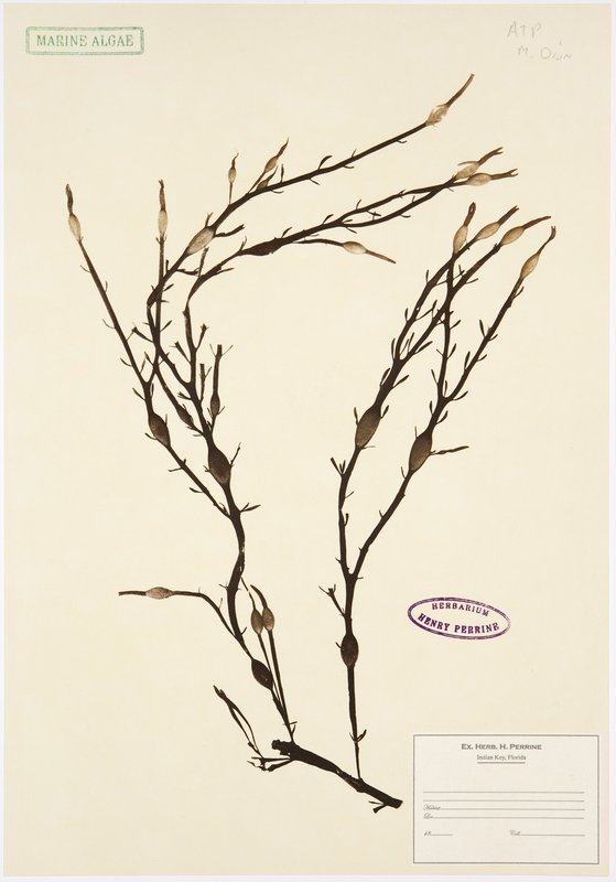 by mark_dion - Herbarium