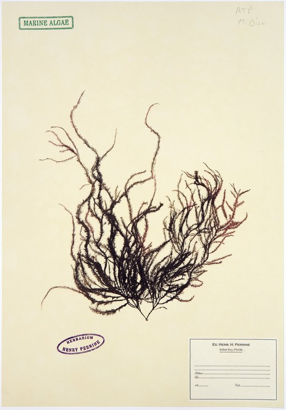 view:750 - Mark Dion, Herbarium - 