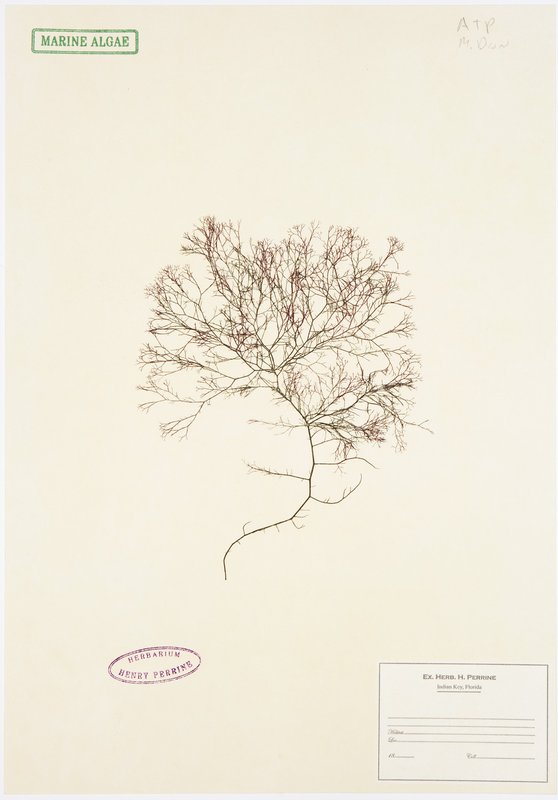 view:677 - Mark Dion, Herbarium - 