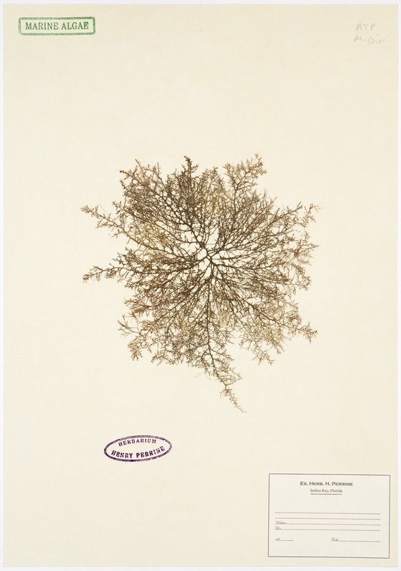 view:678 - Mark Dion, Herbarium - 
