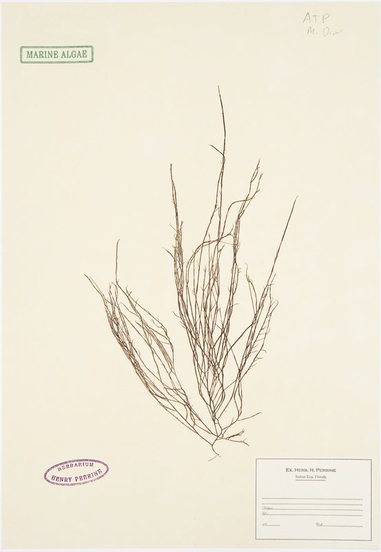 view:680 - Mark Dion, Herbarium - 