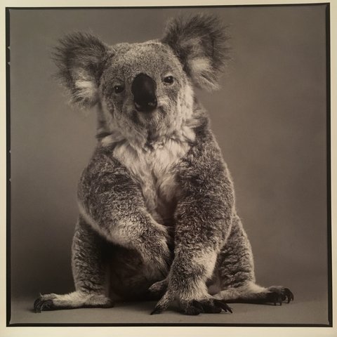 Michael O'Neill - Koala