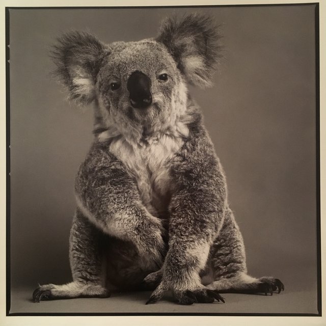 Michael O'Neill, Koala