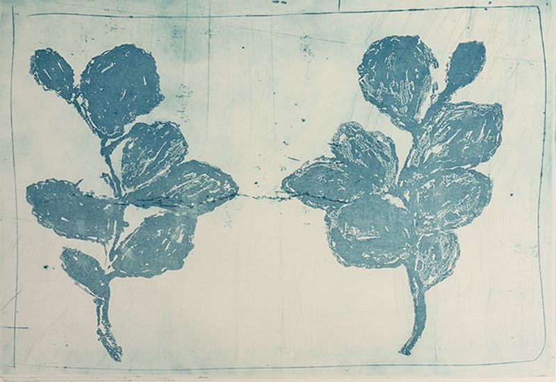 exhibition - Witch Hazel