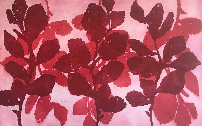 exhibition - Wild Witch Hazel 14