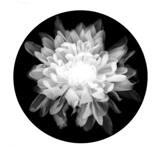 Nathan Harger, Photogram (Chrysanthemum 2)