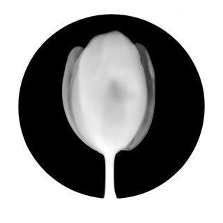 Nathan Harger, Photogram (Tulip)